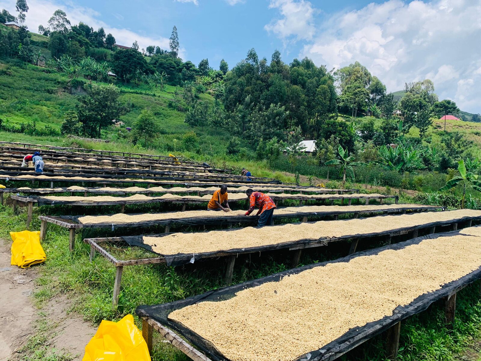 Rows of raised coffee drying beds on a green hillside on Idjwi.