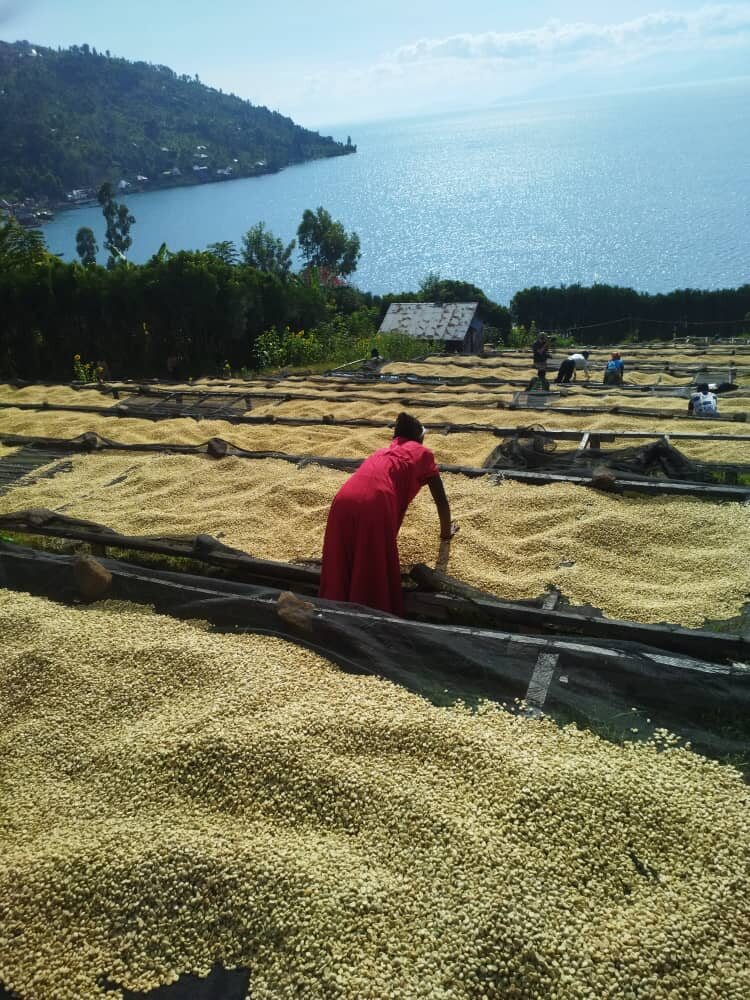 Coffee drying on raised beds on the hillside, with the lake behind.