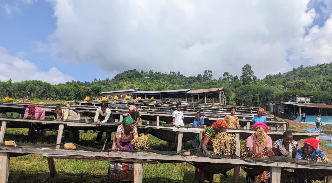 Members working at the coffee drying tables.