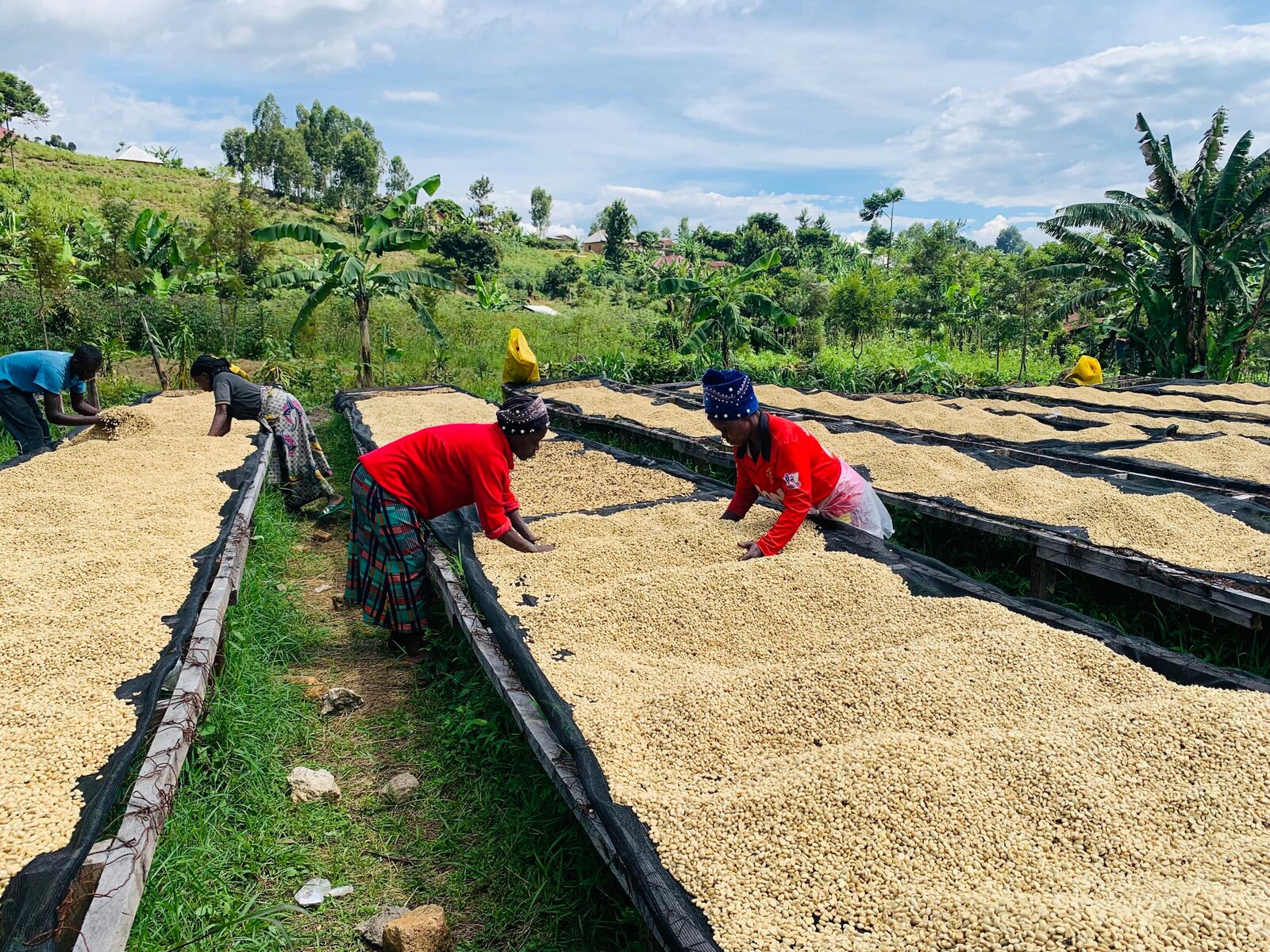 Members turning parchment coffee on the raised drying beds on Idjwi.