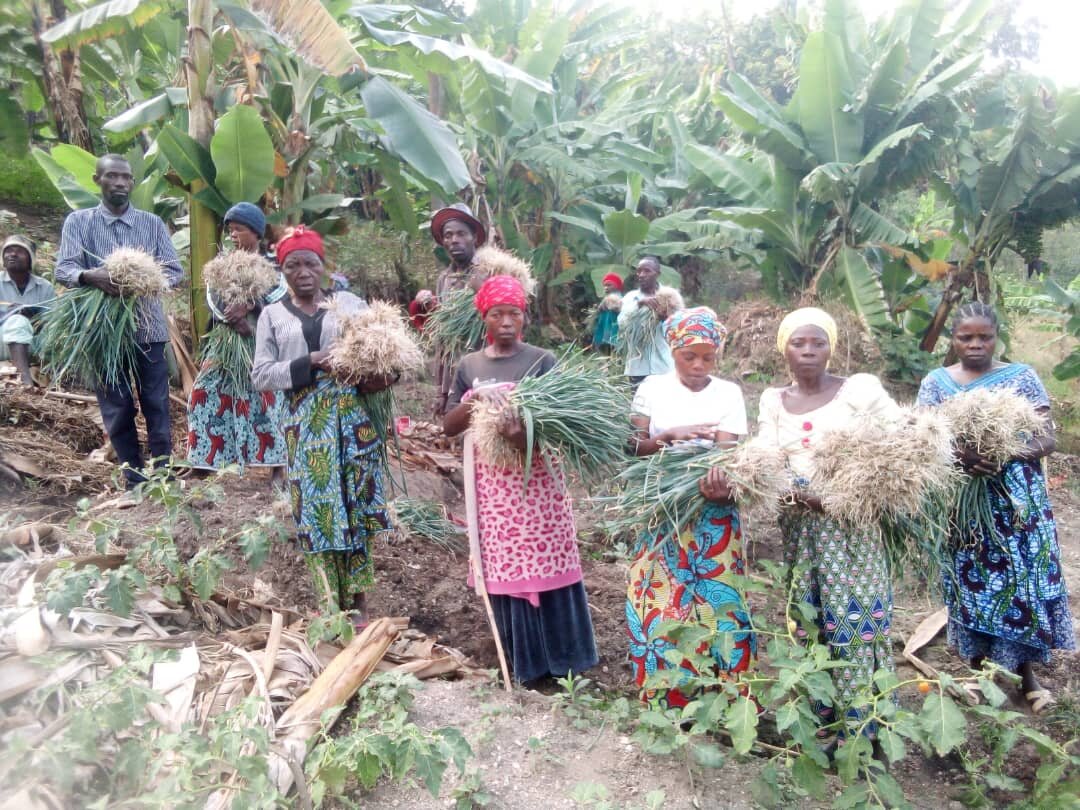 Members holding bundles of a harvested vegetable crop in a banana grove.